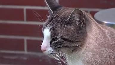 4K可爱猫咪唯美镜头视频的预览图